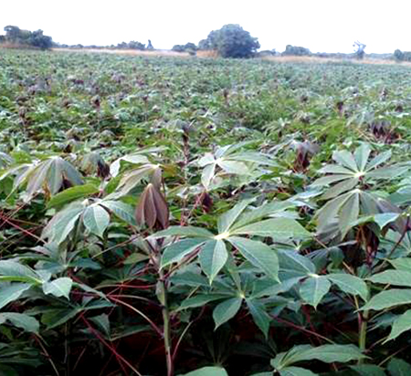 Mechanised Cassava Farm